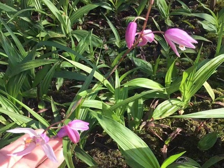 <b>成都白芨种植基地，白芨还值得种植吗？</b>